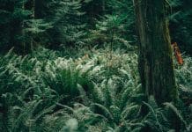 Borderive sur la défensive