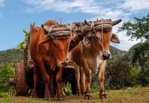 Il n’y a si bon chartier qui ne verse